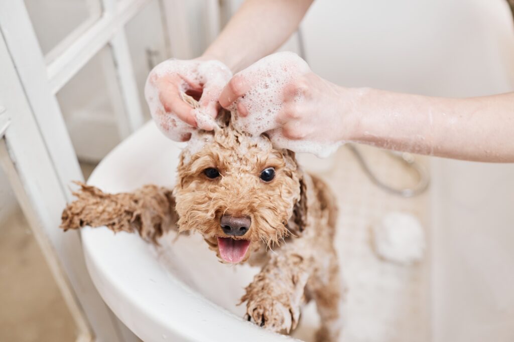 Happy Dog Enjoying Bath